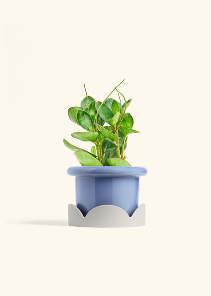Baby Rubber Plant in a 6 inches Fat Lip Blue Planter in a Oat Petal Drip Tray