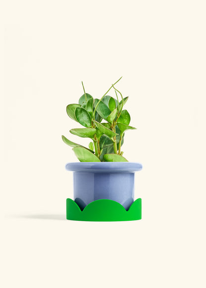 Baby Rubber Plant in a 6 inches Fat Lip Blue Planter in a Shamrock Petal Drip Tray