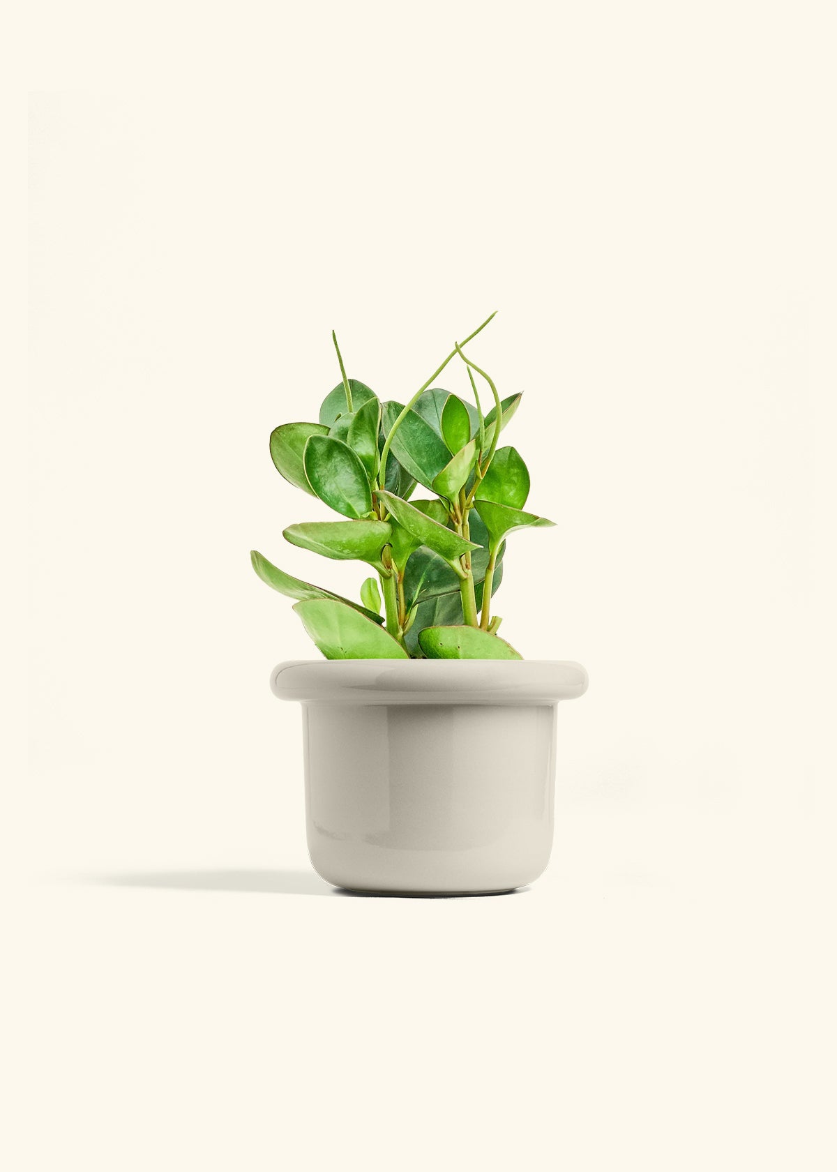 Baby Rubber Plant in a 6 inches Fat Lip Oat Planter 