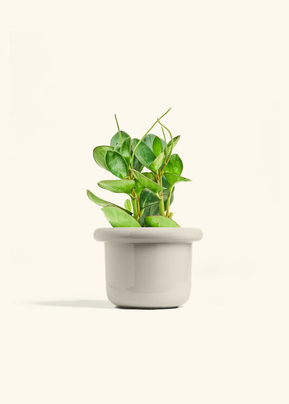 Baby Rubber Plant in a 6 inches Fat Lip Oat Planter 