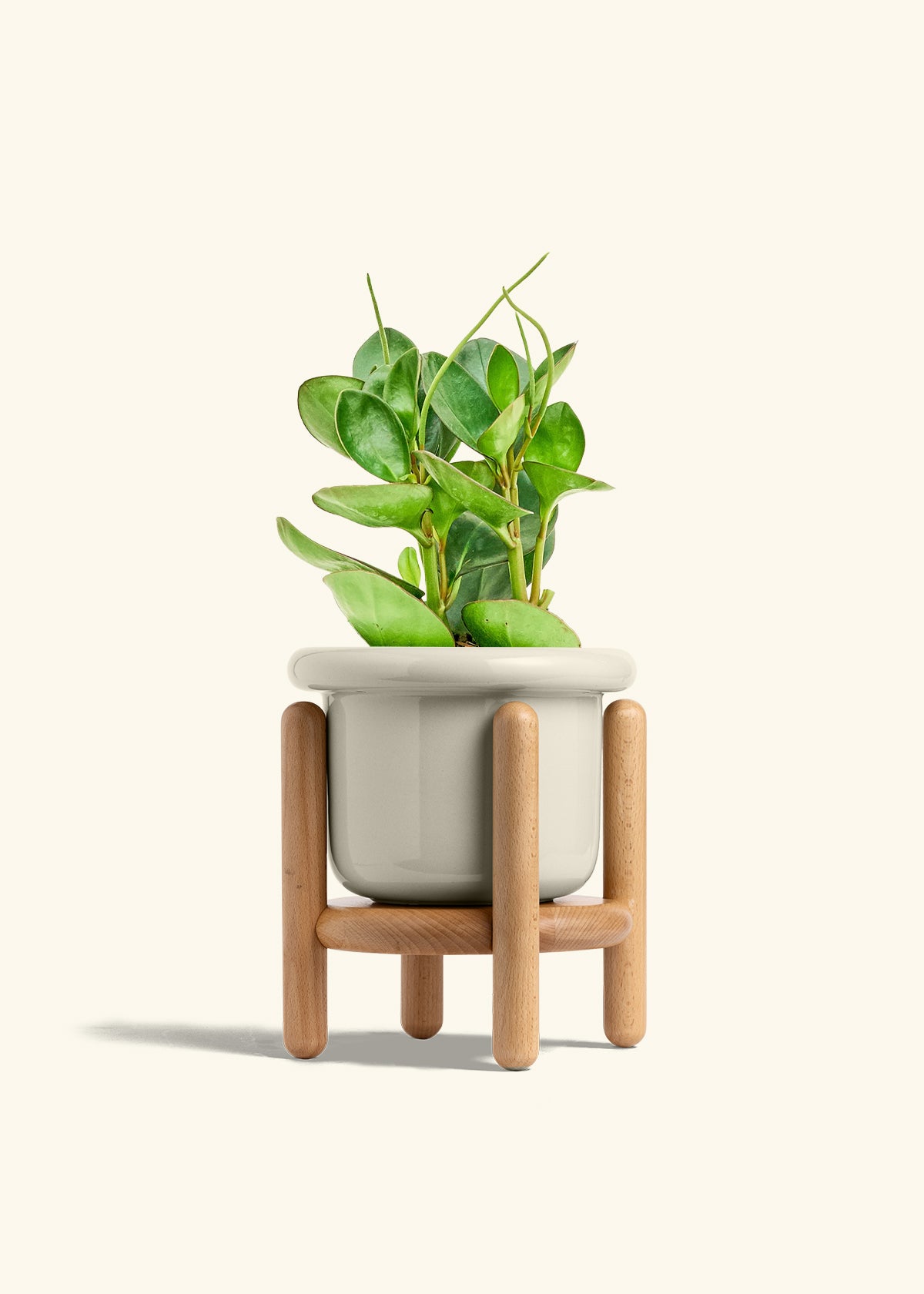 Baby Rubber Plant in a 6 inches Fat Lip Oat Planter in a Beech Wood Stand