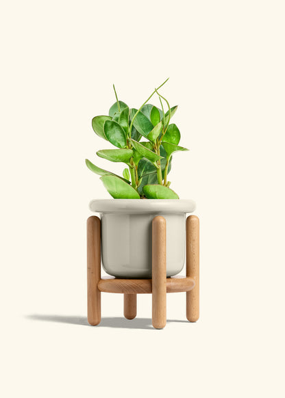 Baby Rubber Plant in a 6 inches Fat Lip Oat Planter in a Beech Wood Stand