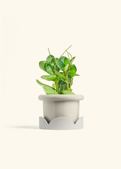 Baby Rubber Plant in a 6 inches Fat Lip Oat Planter in a Oat Petal Drip Tray