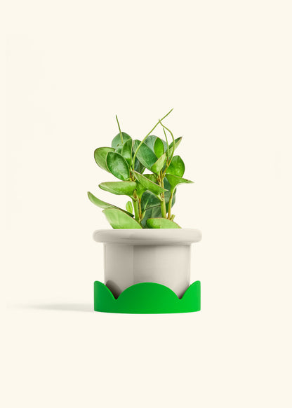 Baby Rubber Plant in a 6 inches Fat Lip Oat Planter in a Shamrock Petal Drip Tray