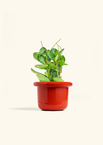 Baby Rubber Plant in a 6 inches Fat Lip Red Planter 