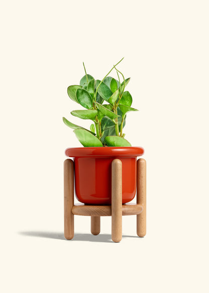Baby Rubber Plant in a 6 inches Fat Lip Red Planter in a Beech Wood Stand