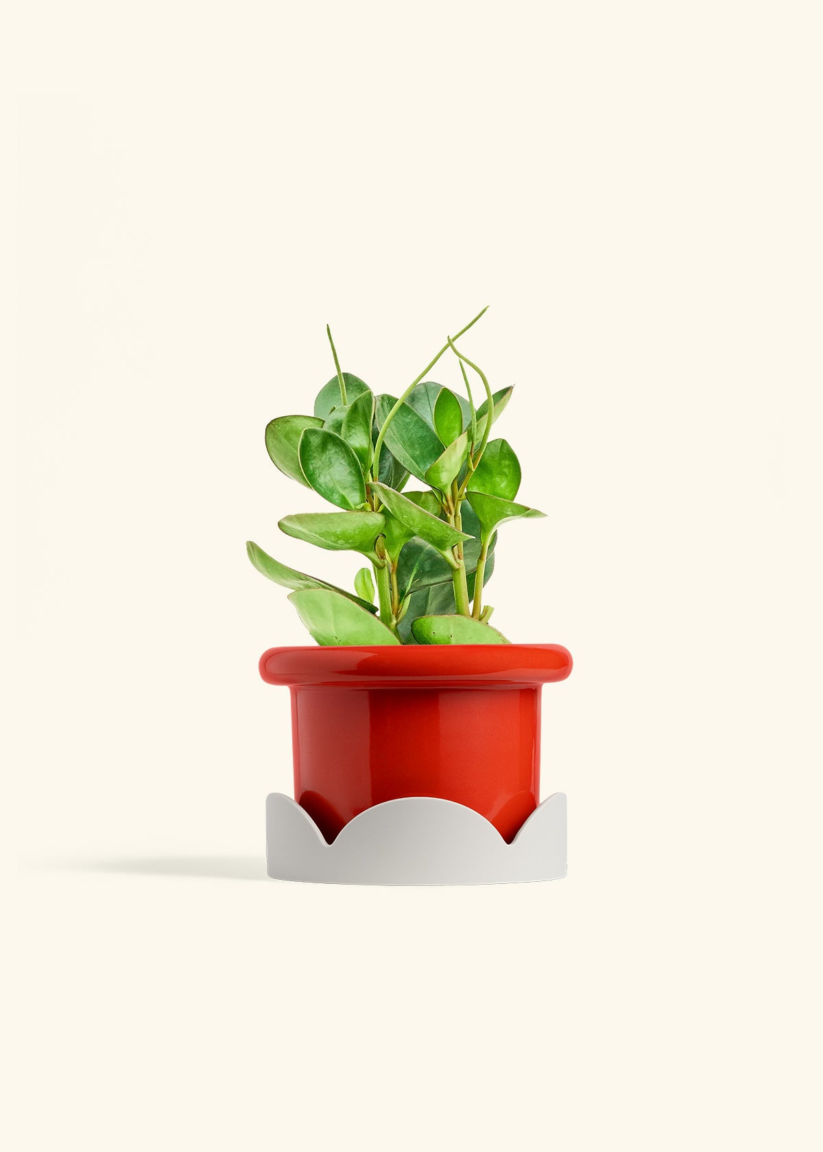 Baby Rubber Plant in a 6 inches Fat Lip Red Planter in a Oat Petal Drip Tray