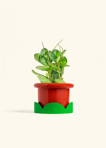 Baby Rubber Plant in a 6 inches Fat Lip Red Planter in a Shamrock Petal Drip Tray