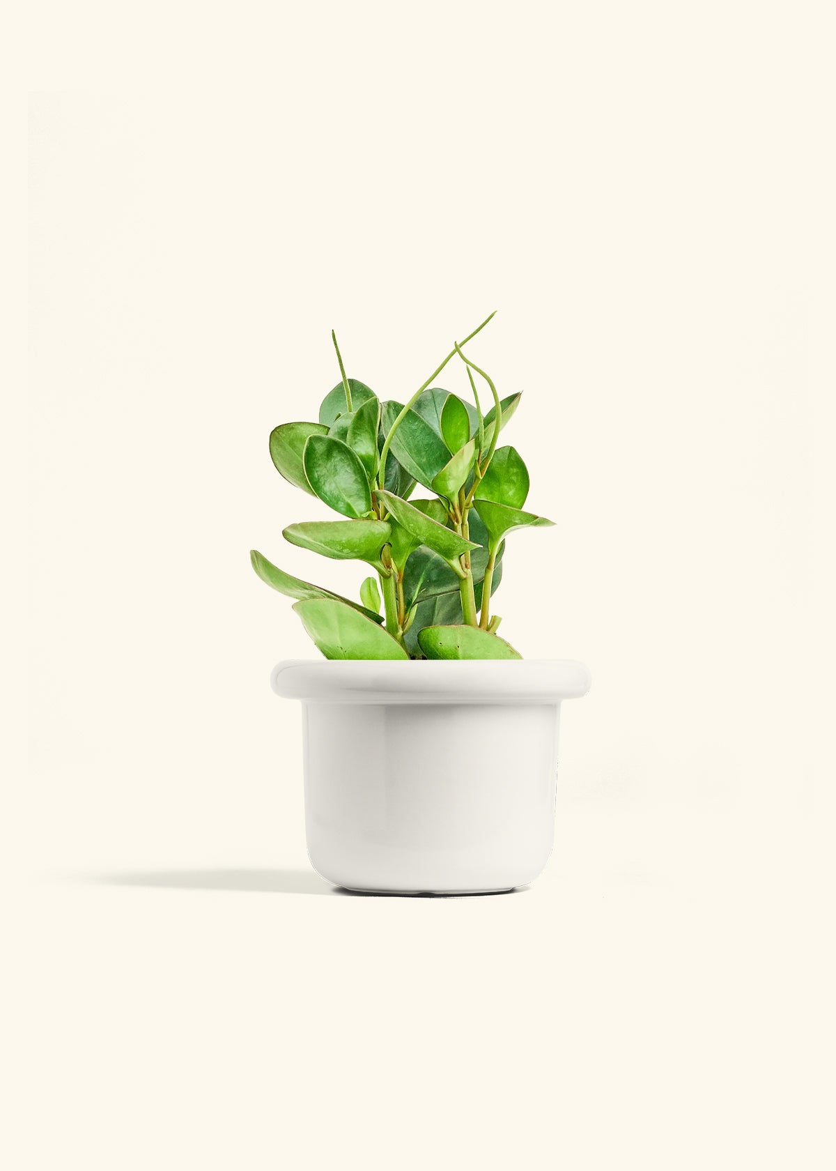 Baby Rubber Plant in a 6 inches Fat Lip White Planter 