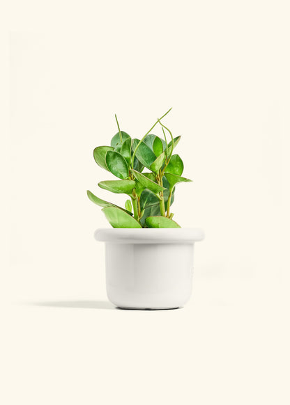 Baby Rubber Plant in a 6 inches Fat Lip White Planter 