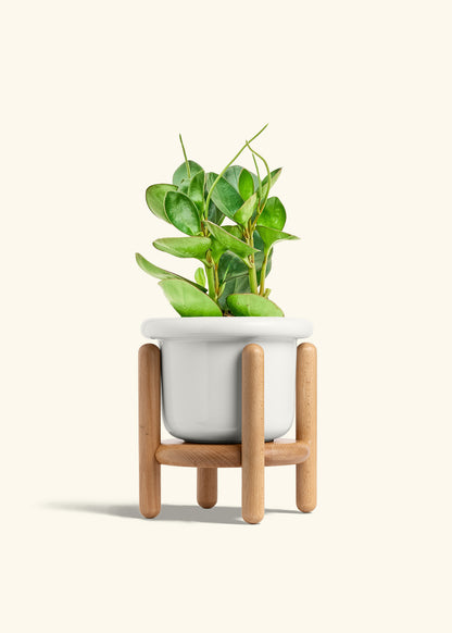 Baby Rubber Plant in a 6 inches Fat Lip White Planter in a Beech Wood Stand