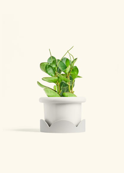 Baby Rubber Plant in a 6 inches Fat Lip White Planter in a Oat Petal Drip Tray