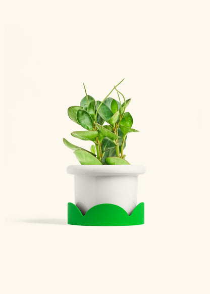 Baby Rubber Plant in a 6 inches Fat Lip White Planter in a Shamrock Petal Drip Tray