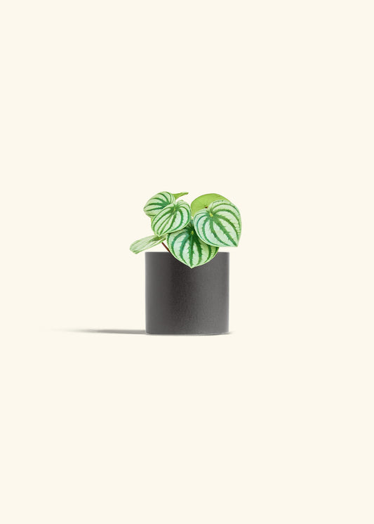 Watermelon Peperomia in a 4 inches Charcoal Classic Cylinder Planter 