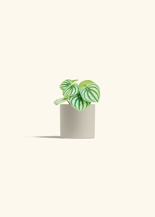 Watermelon Peperomia in a 4 inches Oat Classic Cylinder Planter 