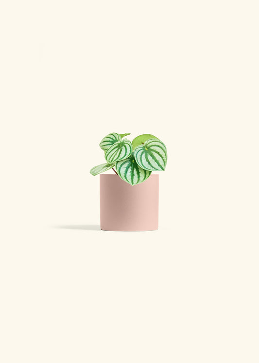 Watermelon Peperomia in a 4 inches Pink Classic Cylinder Planter 