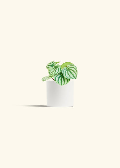 Watermelon Peperomia in a 4 inches White Classic Cylinder Planter 