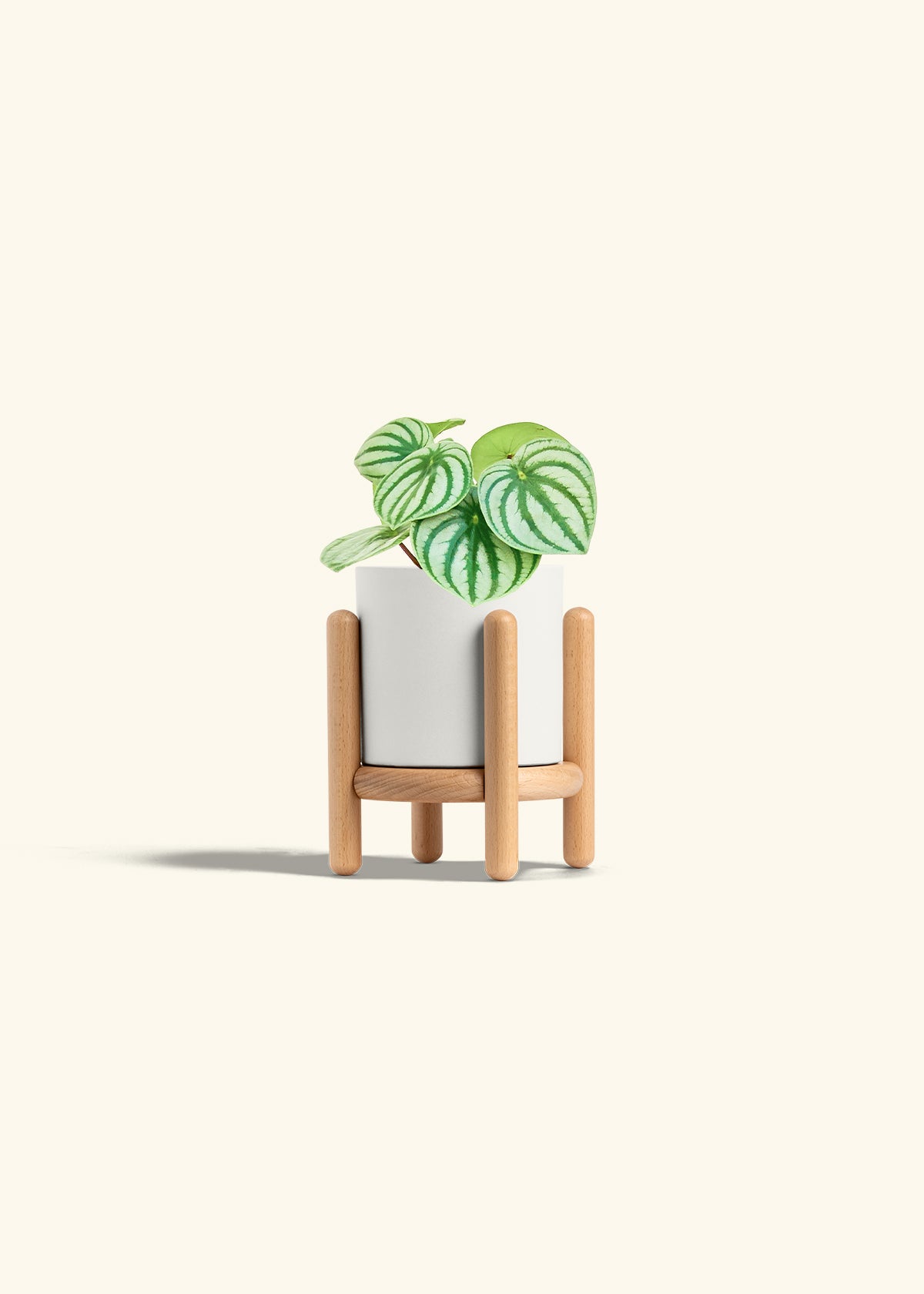 Watermelon Peperomia in a 4 inches White Classic Cylinder Planter in a Beech Wood Stand