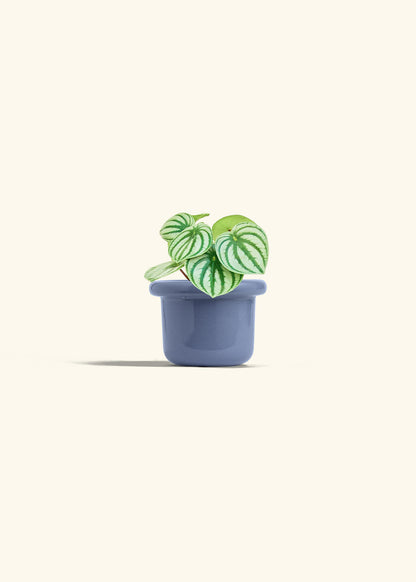 Watermelon Peperomia in a 4 inches Fat Lip Blue Planter 