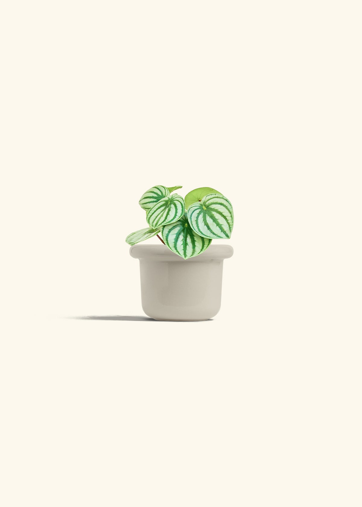 Watermelon Peperomia in a 4 inches Fat Lip Oat Planter 
