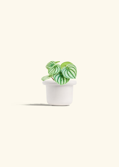Watermelon Peperomia in a 4 inches Fat Lip White Planter 