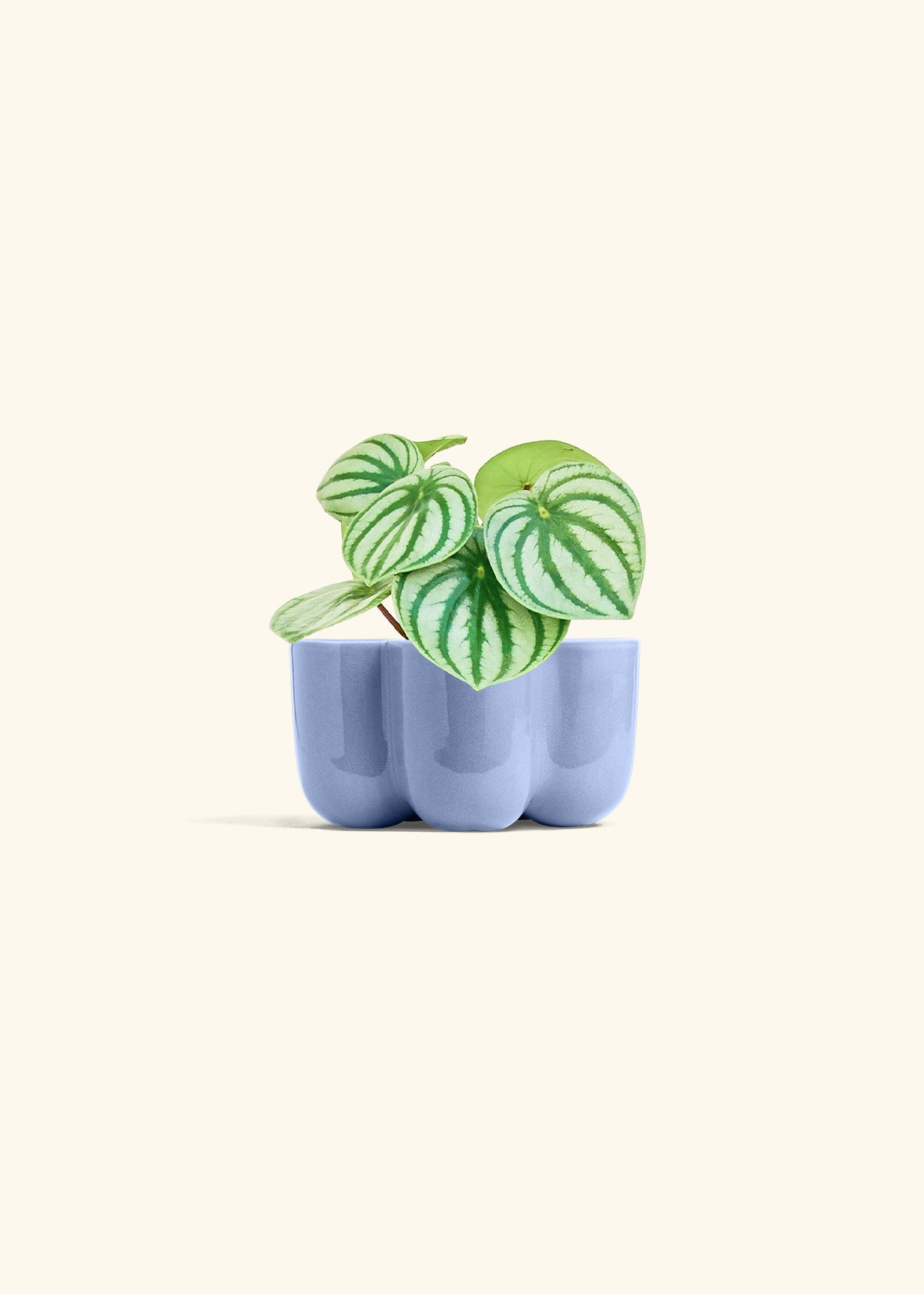 Watermelon Peperomia in a 4 inches in a Blue Petal Planter