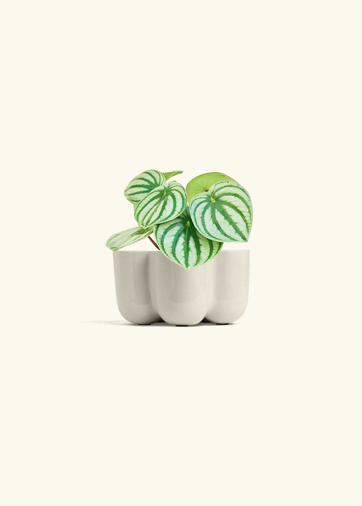 Watermelon Peperomia in a 4 inches in a Oat Petal Planter