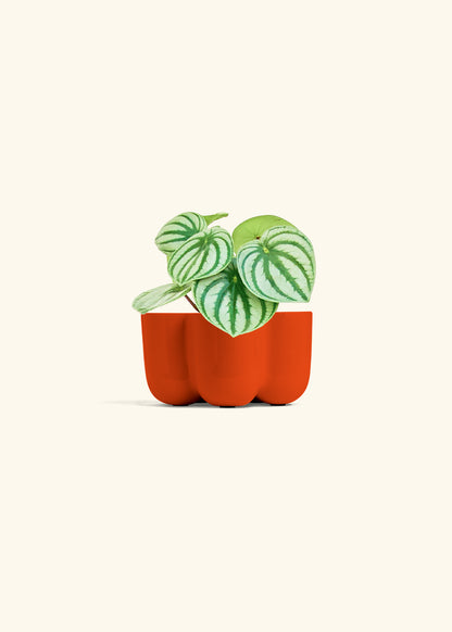 Watermelon Peperomia in a 4 inches in a Red Petal Planter