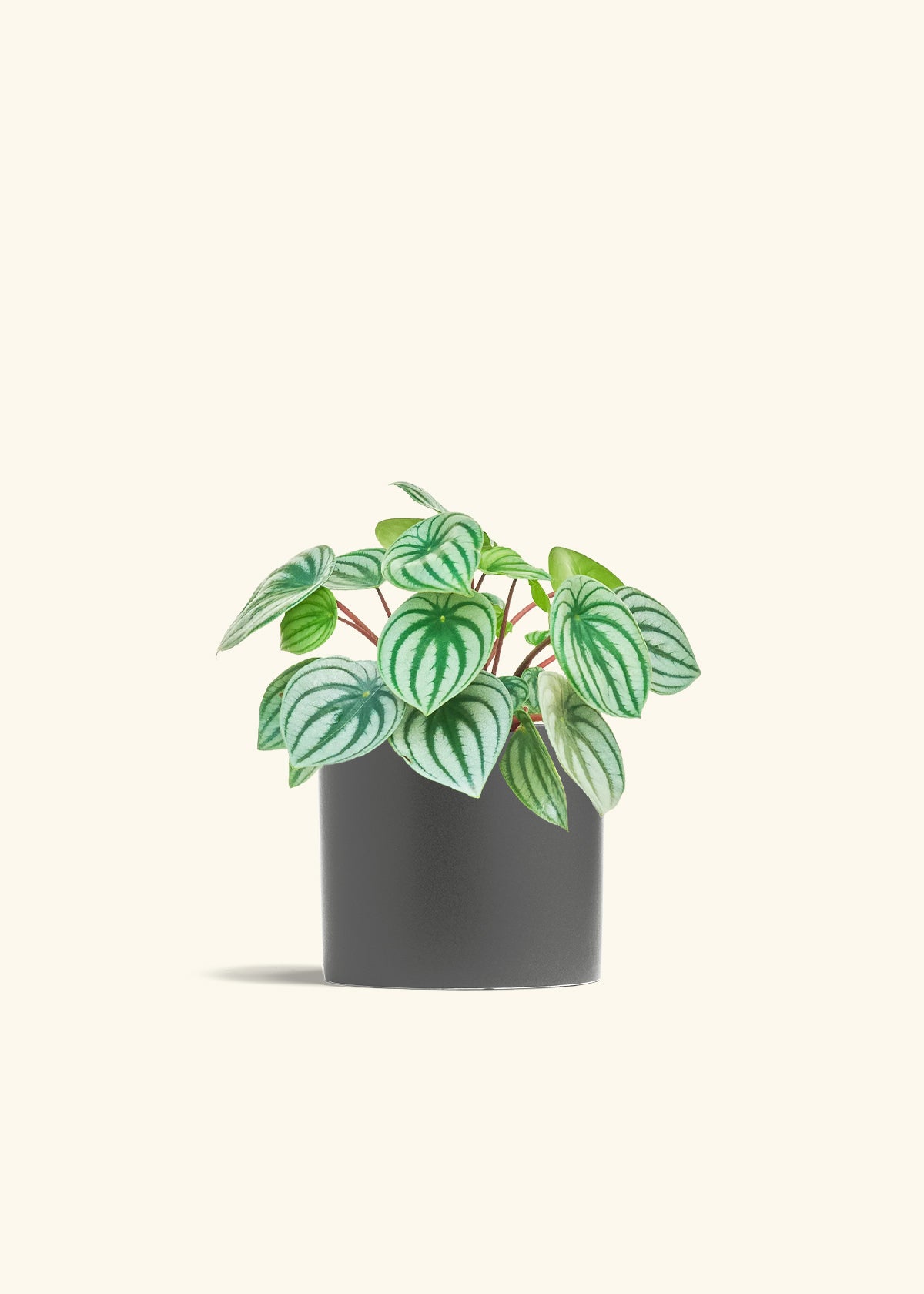 Watermelon Peperomia in a 6 inches Charcoal Classic Cylinder Planter 