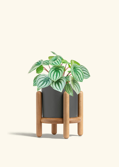 Watermelon Peperomia in a 6 inches Charcoal Classic Cylinder Planter in a Beech Wood Stand