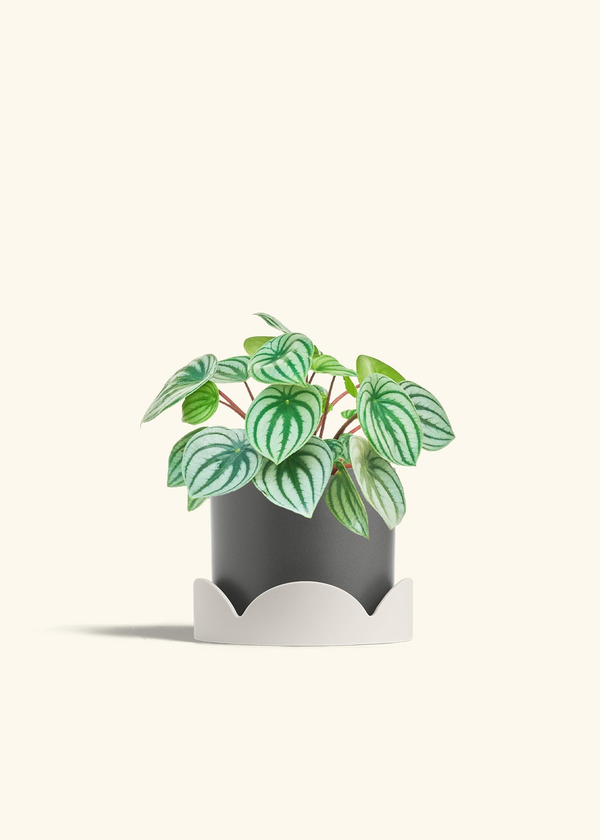 Watermelon Peperomia in a 6 inches Charcoal Classic Cylinder Planter in a Oat Petal Drip Tray