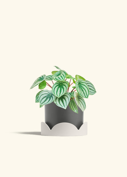 Watermelon Peperomia in a 6 inches Charcoal Classic Cylinder Planter in a Oat Petal Drip Tray