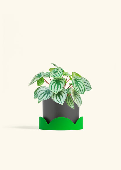 Watermelon Peperomia in a 6 inches Charcoal Classic Cylinder Planter in a Shamrock Petal Drip Tray