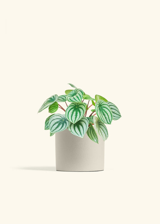 Watermelon Peperomia in a 6 inches Oat Classic Cylinder Planter 