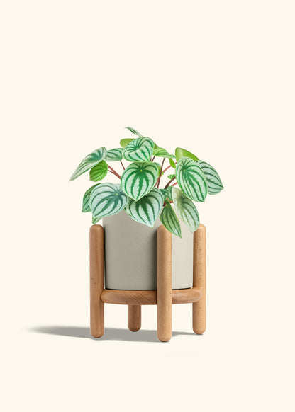 Watermelon Peperomia in a 6 inches Oat Classic Cylinder Planter in a Beech Wood Stand