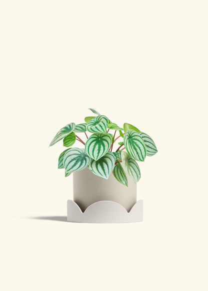 Watermelon Peperomia in a 6 inches Oat Classic Cylinder Planter in a Oat Petal Drip Tray