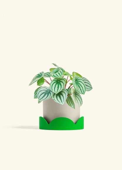 Watermelon Peperomia in a 6 inches Oat Classic Cylinder Planter in a Shamrock Petal Drip Tray