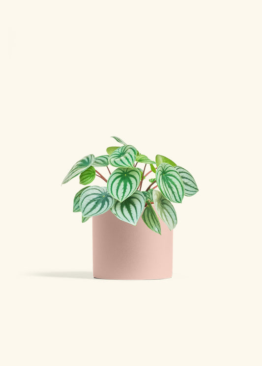 Watermelon Peperomia in a 6 inches Pink Classic Cylinder Planter 