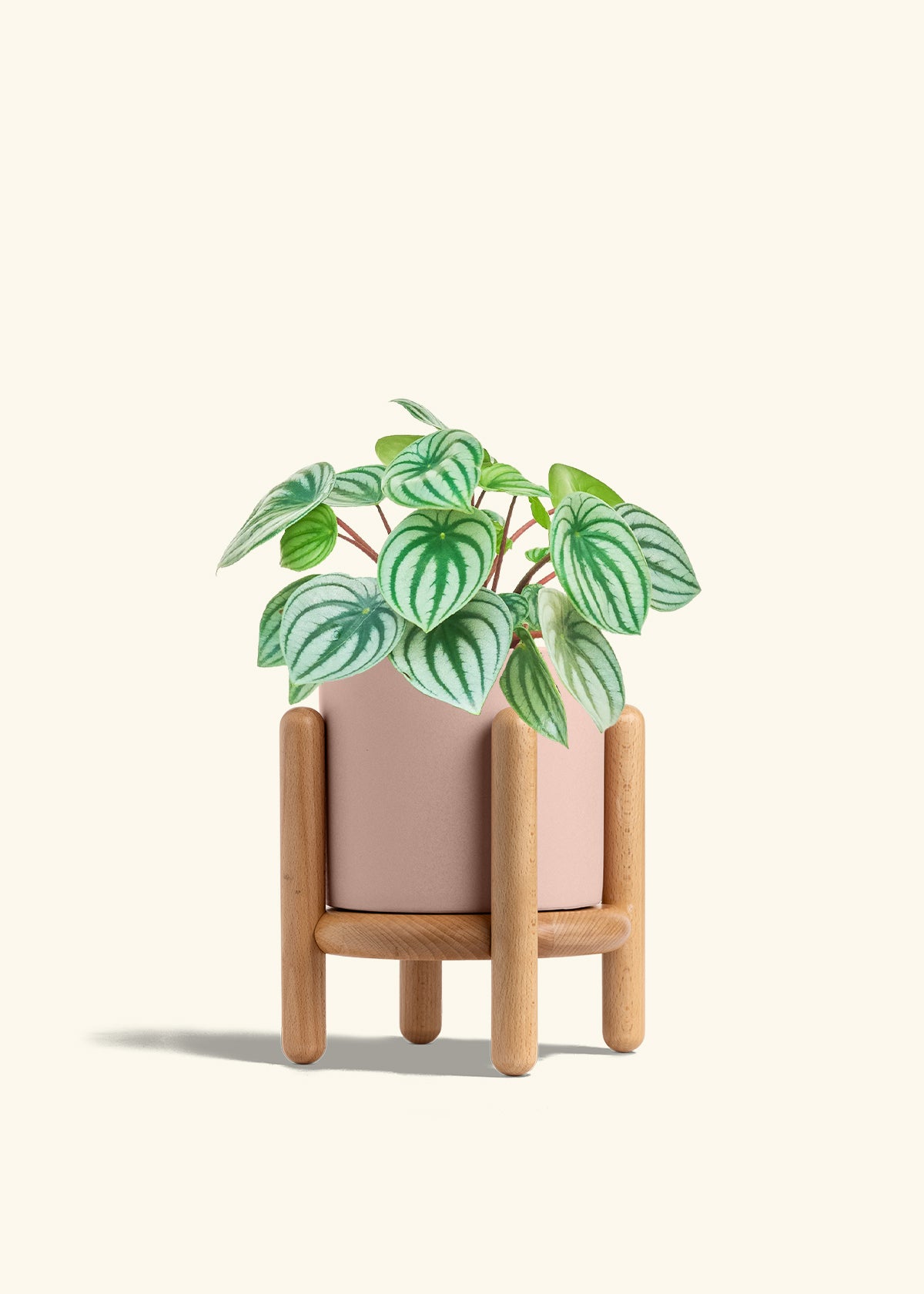 Watermelon Peperomia in a 6 inches Pink Classic Cylinder Planter in a Beech Wood Stand