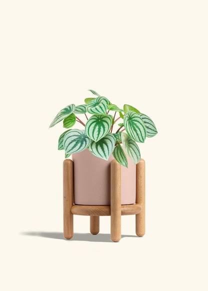 Watermelon Peperomia in a 6 inches Pink Classic Cylinder Planter in a Beech Wood Stand
