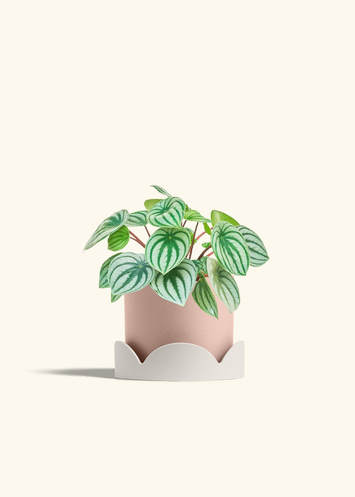 Watermelon Peperomia in a 6 inches Pink Classic Cylinder Planter in a Oat Petal Drip Tray