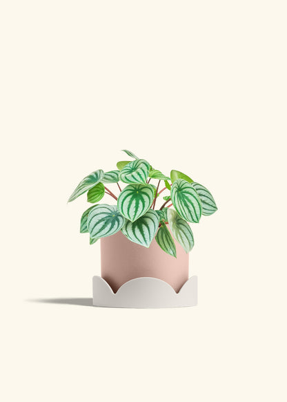 Watermelon Peperomia in a 6 inches Pink Classic Cylinder Planter in a Oat Petal Drip Tray