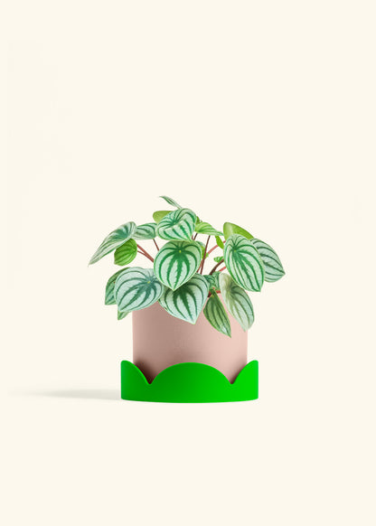Watermelon Peperomia in a 6 inches Pink Classic Cylinder Planter in a Shamrock Petal Drip Tray