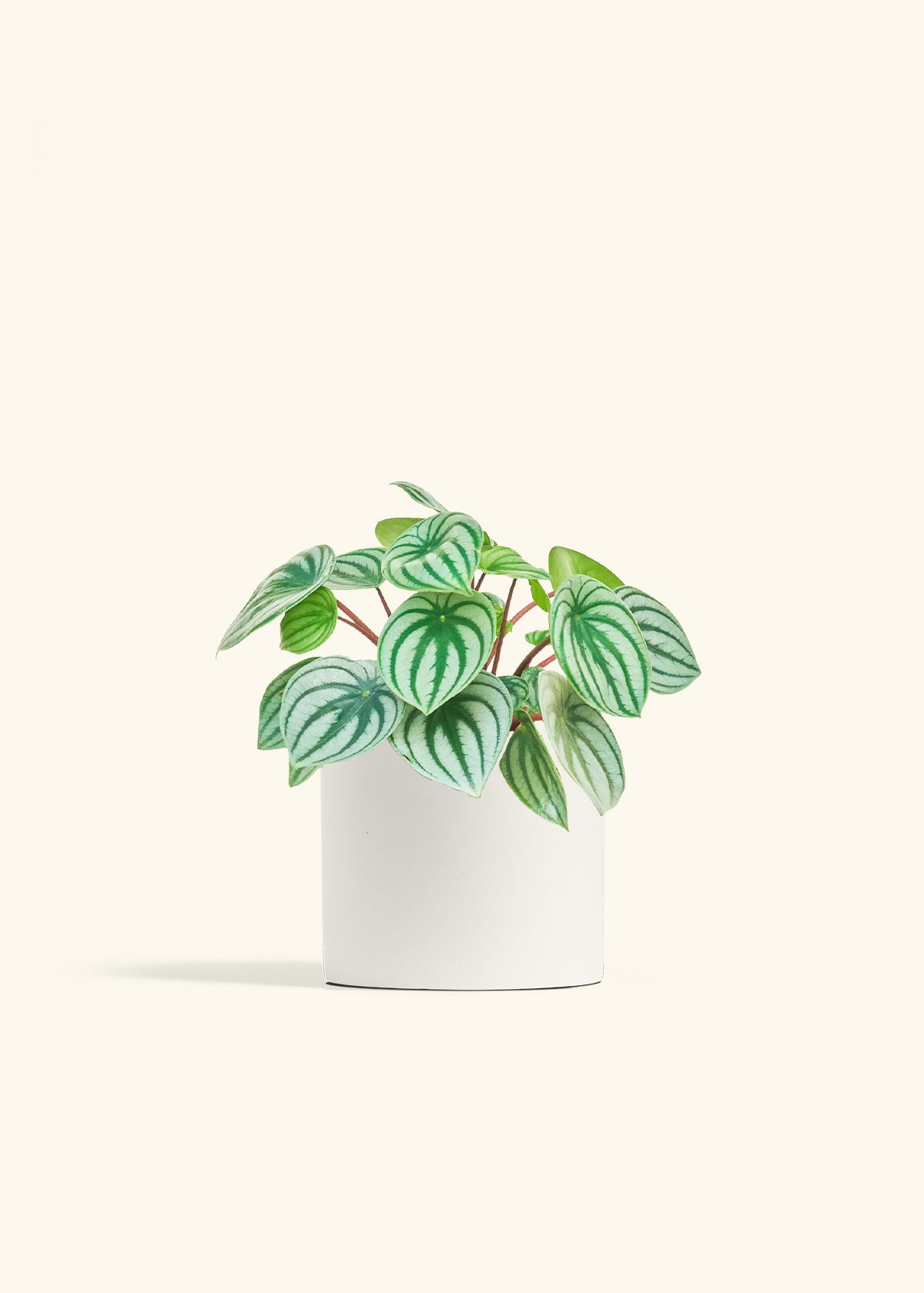 Watermelon Peperomia in a 6 inches White Classic Cylinder Planter 