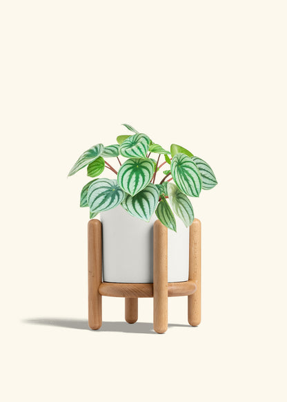 Watermelon Peperomia in a 6 inches White Classic Cylinder Planter in a Beech Wood Stand