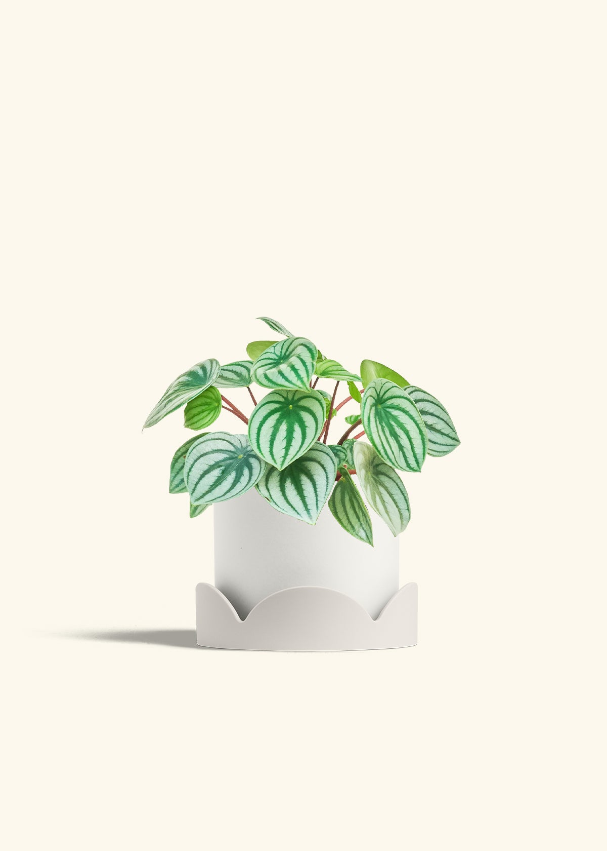 Watermelon Peperomia in a 6 inches White Classic Cylinder Planter in a Oat Petal Drip Tray
