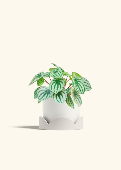 Watermelon Peperomia in a 6 inches White Classic Cylinder Planter in a Oat Petal Drip Tray