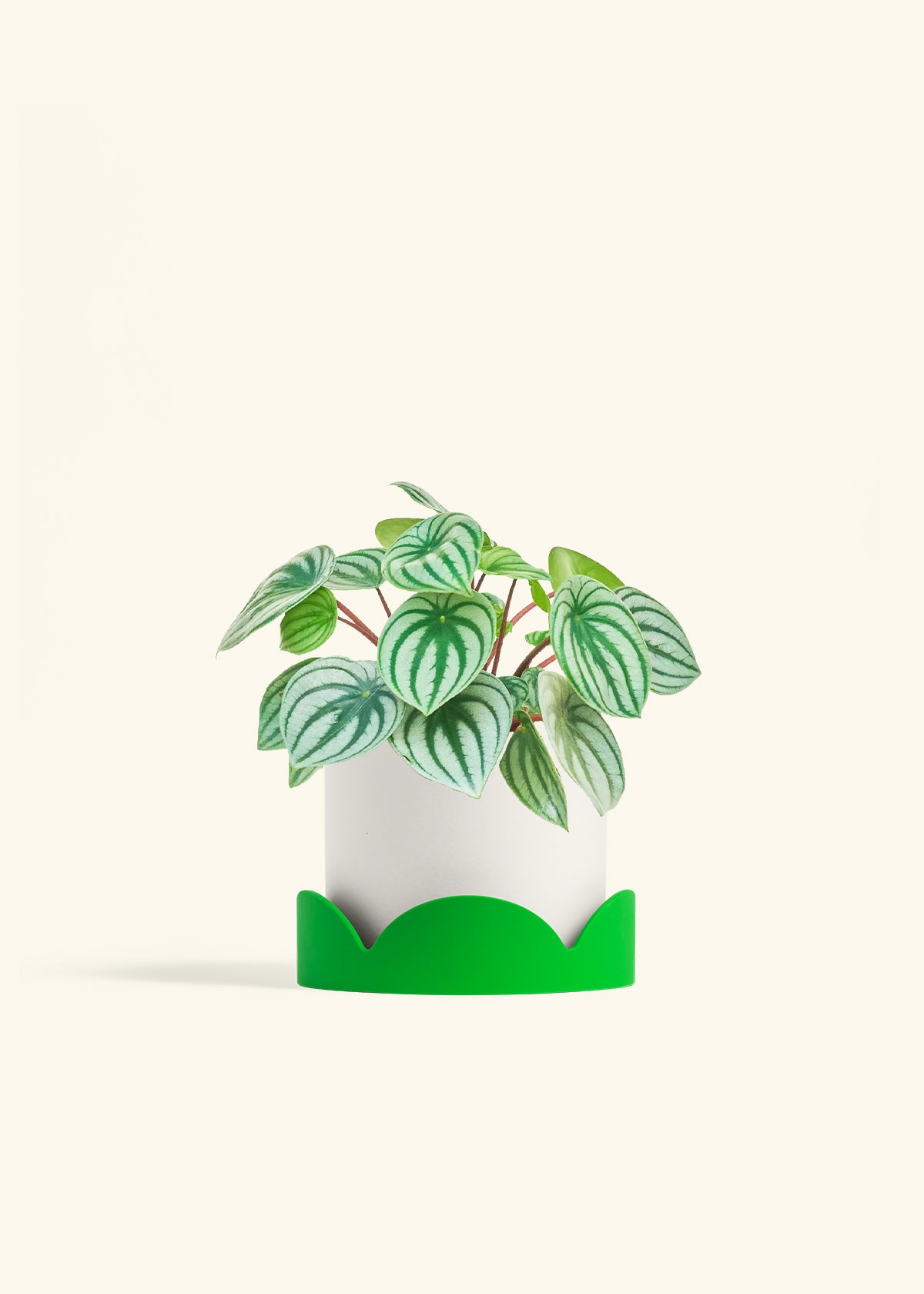 Watermelon Peperomia in a 6 inches White Classic Cylinder Planter in a Shamrock Petal Drip Tray