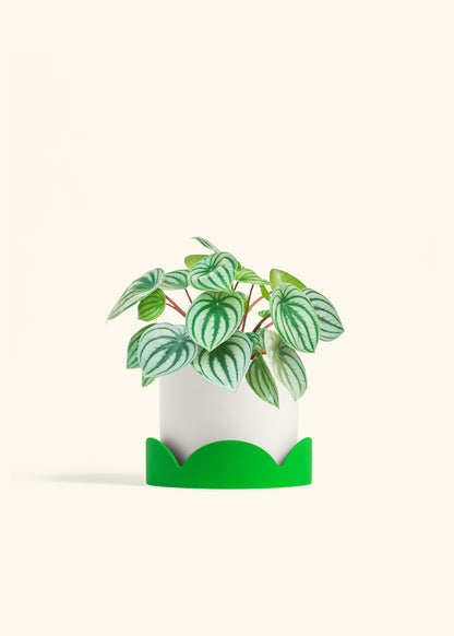 Watermelon Peperomia in a 6 inches White Classic Cylinder Planter in a Shamrock Petal Drip Tray