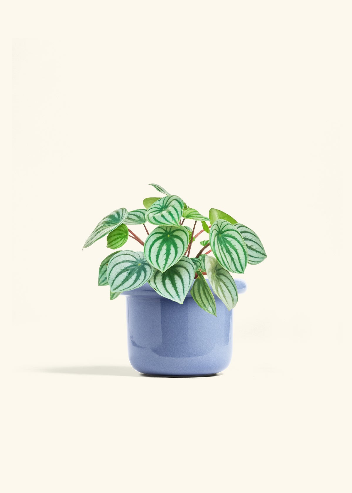 Watermelon Peperomia in a 6 inches Fat Lip Blue Planter 